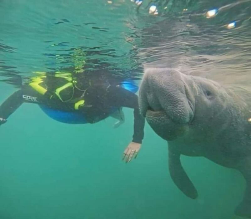 Crystal River: Semi-Private Manatee Swim With Heated Boat - Key Points