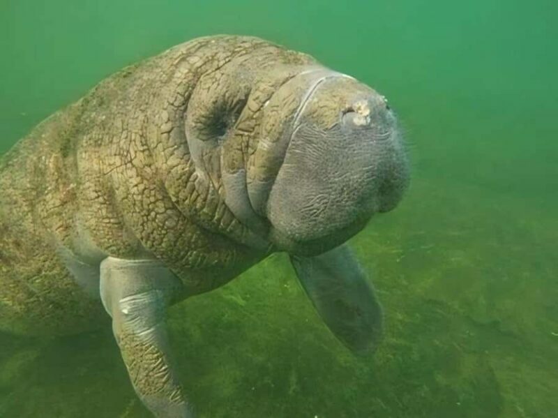 Crystal River: Semi-Private Manatee Swim With Heated Boat - Authentic Experiences Highlighted by Reviewers