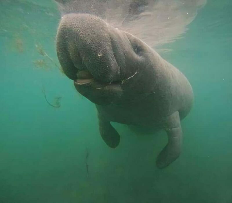 Crystal River: Semi-Private Manatee Swim With Heated Boat - Final Summary
