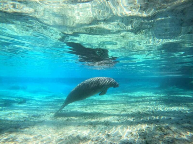 Crystal River: Small-Group Manatee Snorkeling Tour - An In-Depth Look at the Experience