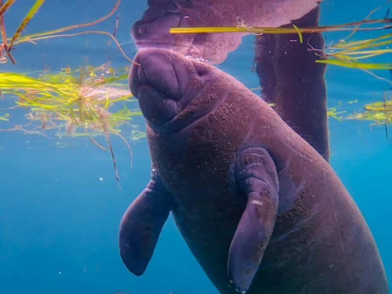 Crystal River: Small-Group Manatee Snorkeling Tour - Encounters with Manatees