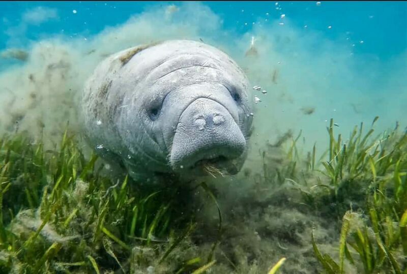 Crystal River: Small-Group Manatee Snorkeling Tour - What Makes This Tour Stand Out?