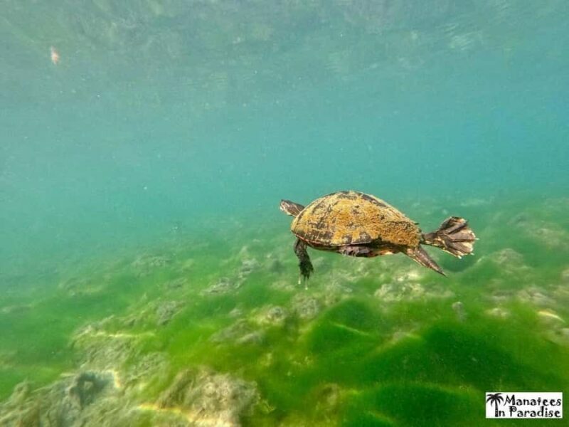 Crystal River: Small-Group Manatee Snorkeling Tour - Final Thoughts
