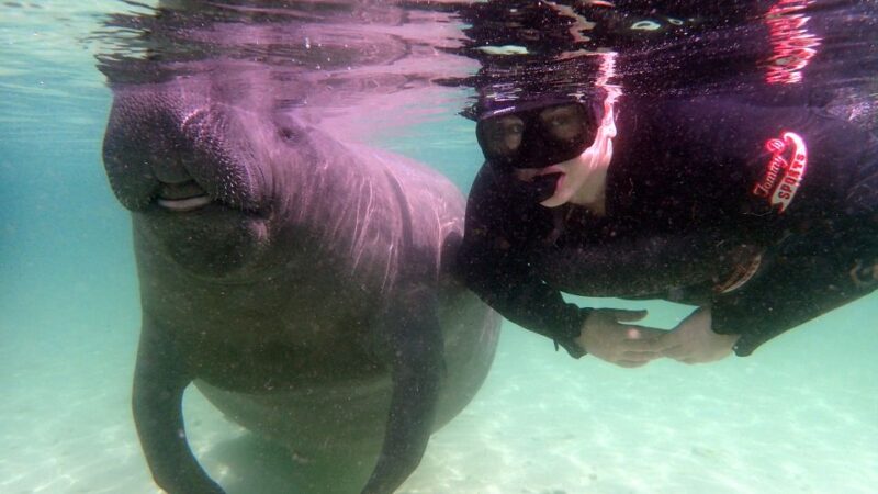 Crystal River: Snorkel With Manatees & Dolphin Airboat Trip - Snorkel With Manatees