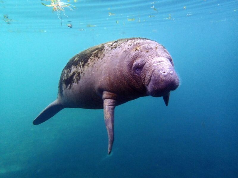 Crystal River: Snorkel With Manatees & Dolphin Airboat Trip - Homosassa River Airboat