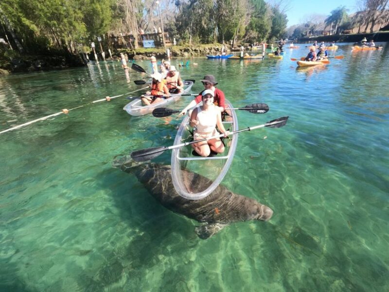 Crystal River: Springs and Manatees Clear Kayak Tour - Wildlife and Manatee Sightings