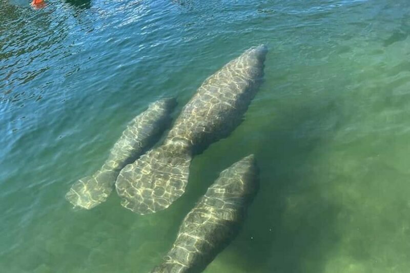 Crystal River: Sunset Cruise in Kings Bay - Final Thoughts