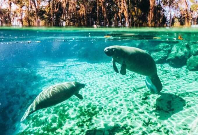 Crystal River: Three Sisters Springs Guided Kayak Tour - Safety Considerations
