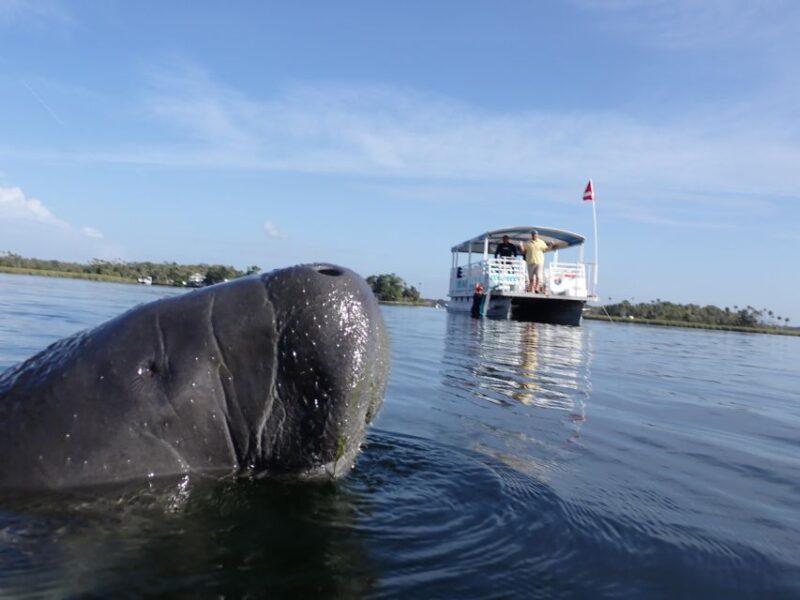 Crystal River: VIP Manatee Swim W/ In-Water Photographer - Booking Information
