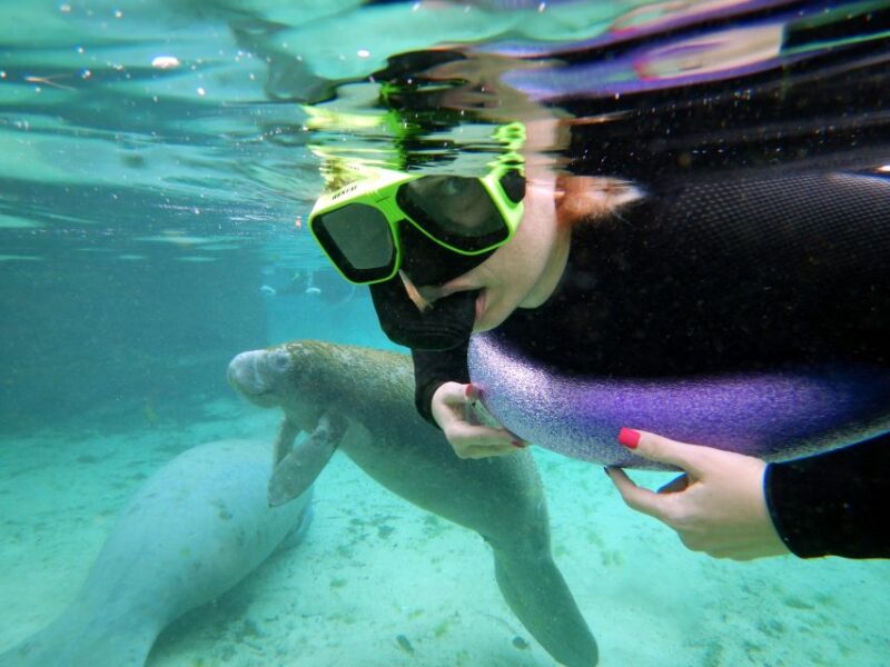 Crystal River: VIP Manatee Swim W/ In-Water Photographer - Experience Highlights