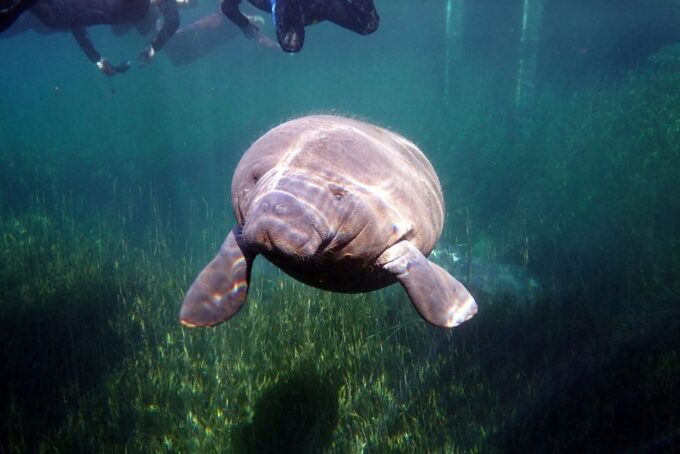Crystal River: VIP Manatee Swim W/ In-Water Photographer - Customer Feedback