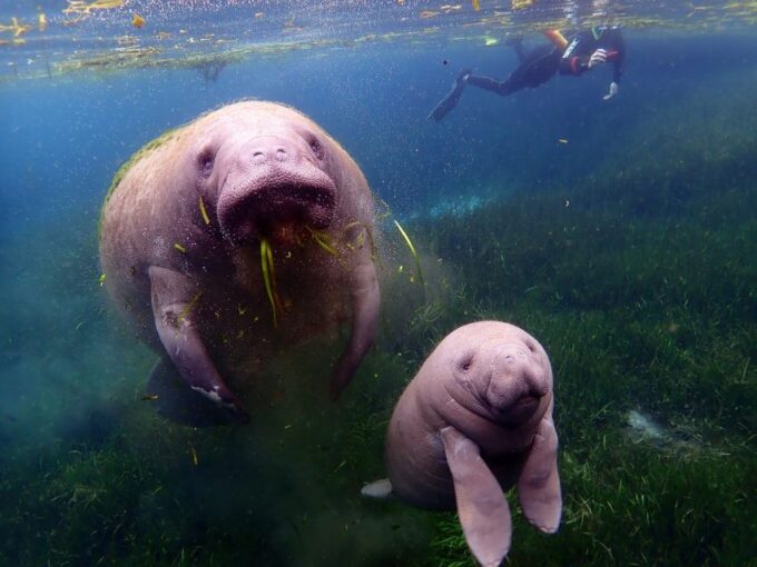 Crystal River: VIP Manatee Swim W/ In-Water Photographer - Getting There