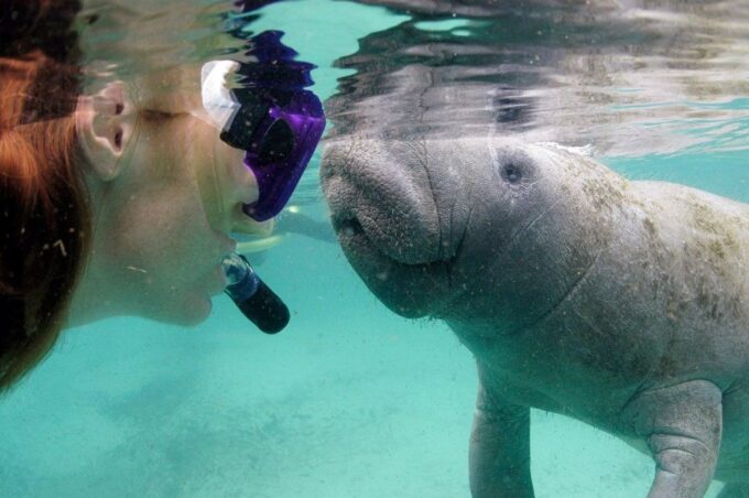 Crystal River: VIP Manatee Swim W/ In-Water Photographer - Frequently Asked Questions