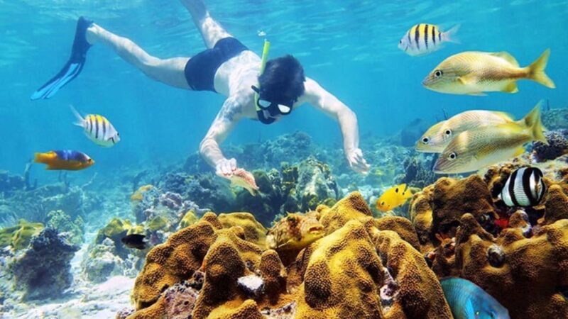 Cu Lao Cham: 1 Day Visting Cham Island and Snorkeling Tour - Inclusions and Exclusions