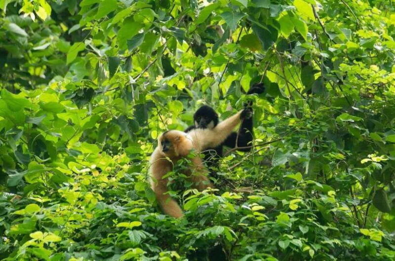 Cuc Phuong Forest and Van Long Nature Reserve Private Trip - Discovering Cuc Phuong National Park