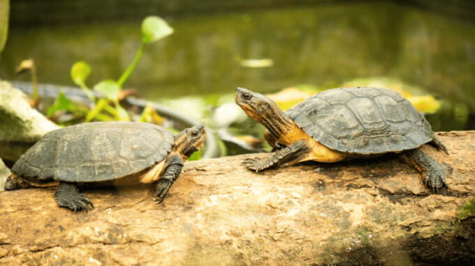Cuc Phuong National Park Hiking Tour - Wildlife Conservation