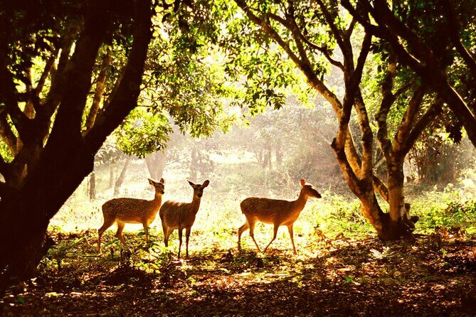 CUC Phuong National Park One Day Small Group - Introduction