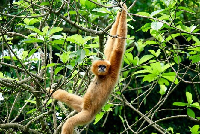 Cuc Phuong National Park Private Day Tour: Trekking & Primates - Jungle Trekking Experience