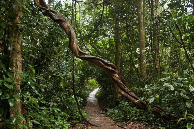 Cuc Phuong National Park Private Day Tour: Trekking & Primates - Lunch and Refreshments
