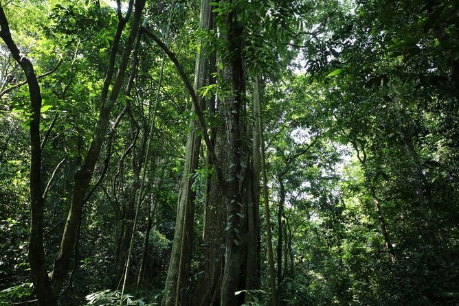Cuc Phuong National Park Private Day Tour: Trekking & Primates - Traveler Considerations
