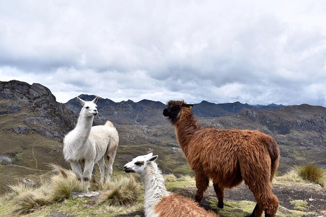 Cuenca To/From Guayaquil Private Shuttle - Scenic Mountain Route