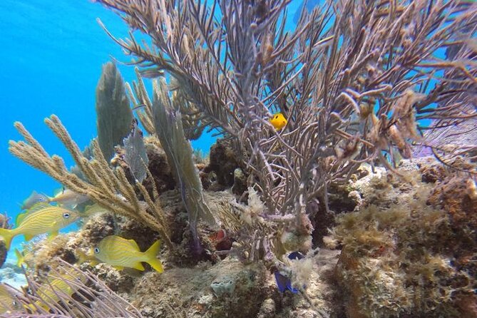 Culebra Beach Day Tour With Snorkeling From San Juan by Ferry - Cancellation and Booking Policies