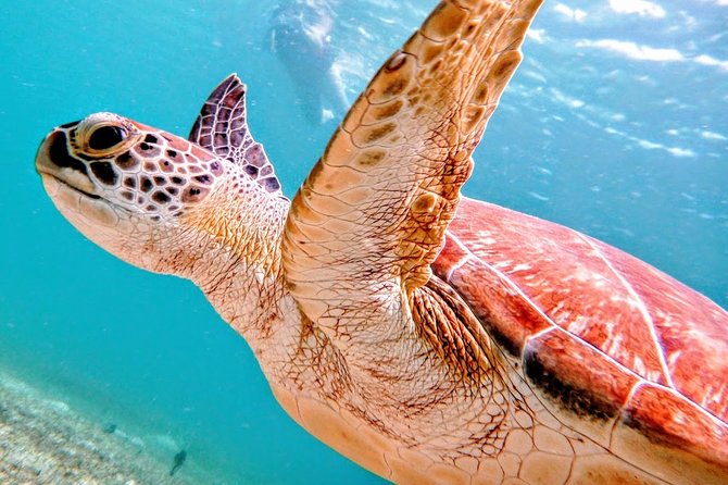 Culebra Island Snorkel and Turtle Adventure With Ferry Transport - Overview of the Tour