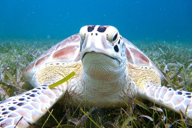 Culebra Island Snorkel and Turtle Adventure With Ferry Transport - Snorkeling in Luis Peña Marine Reserve