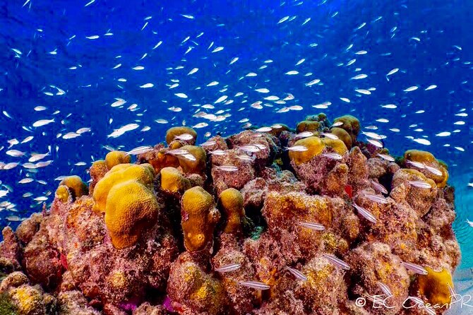 Culebra Snorkel and Beach Tour With Lunch and Drinks - Participant Guidelines