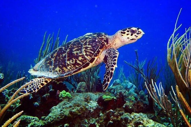 Culebra Snorkel and Beach Tour With Lunch and Drinks - Getting There
