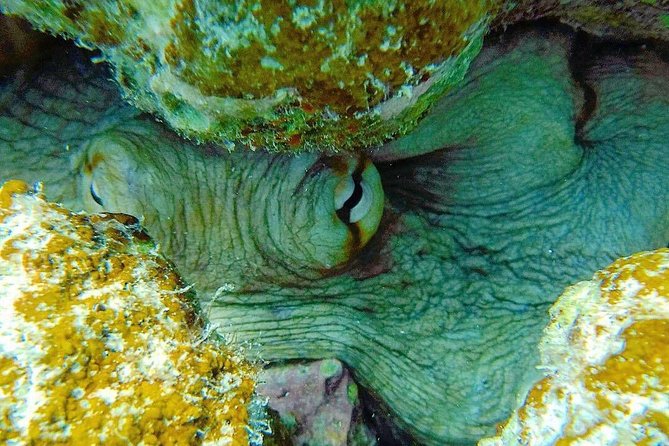 Culebra Snorkeling Day Experience - Highlights of the Tour