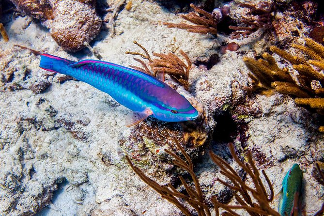 Culebra Snorkeling Tour by Catamaran From Fajardo - Tour Overview