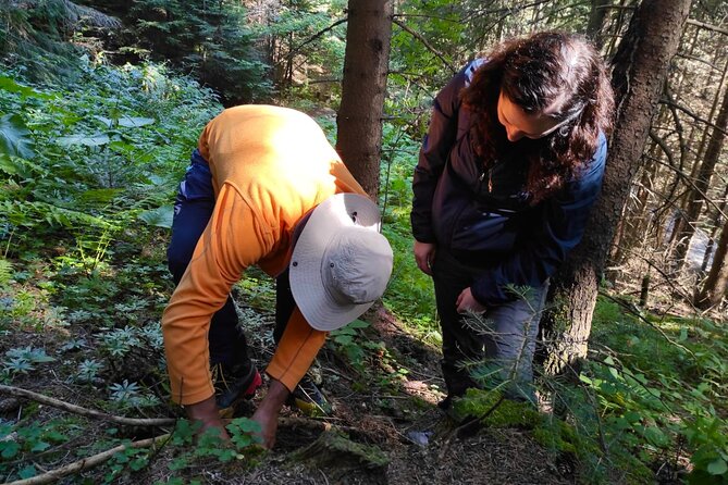 Culinary Adventure To The Fungi And Botanical Kingdom Of Bulgaria - Foraging for Flavorful Fungi