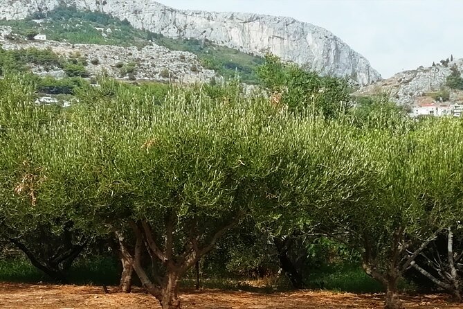 Culinary Half-Day Excursion in Klis Olive Tree Garden - Exploring the Klis Olive Tree Garden