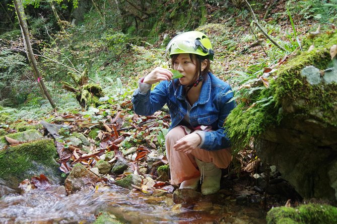 Cultivate Organic WASABI - Trekking Through the Mountainous Landscape