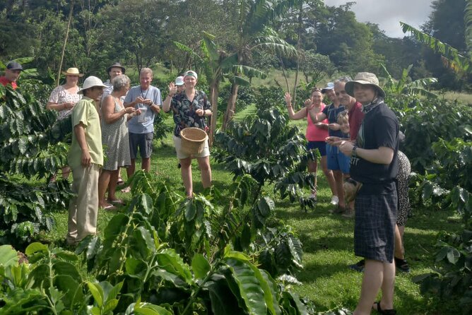 Cultural: Coffee & Chocolate Tour+Animal Sanctuary+Waterfall Swim - Culinary Experience