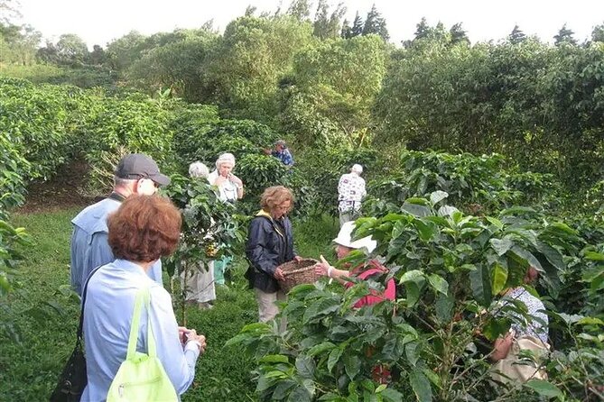 Cultural: Coffee & Chocolate Tour+Animal Sanctuary+Waterfall Swim - Souvenir Shopping
