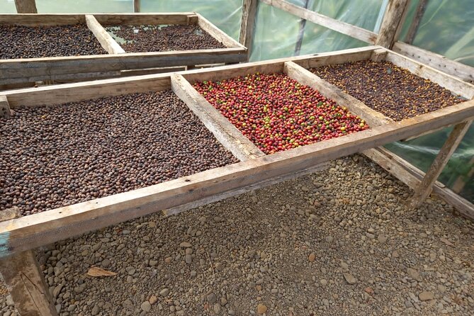 Cultural: Coffee & Chocolate Tour+Animal Sanctuary+Waterfall Swim - Tour Highlights