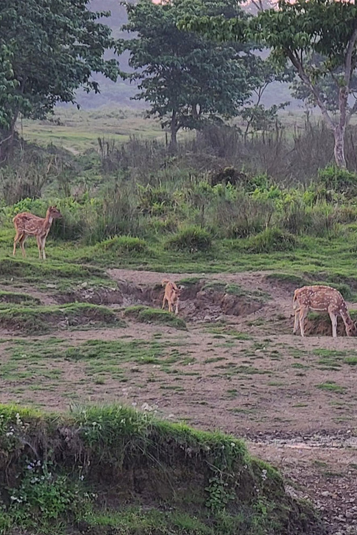 Cultural Tour With Chitwan Jungle Safari - Included in the Tour