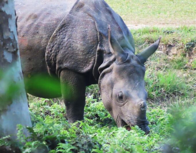 Cultural Tour With Chitwan Jungle Safari - Frequently Asked Questions