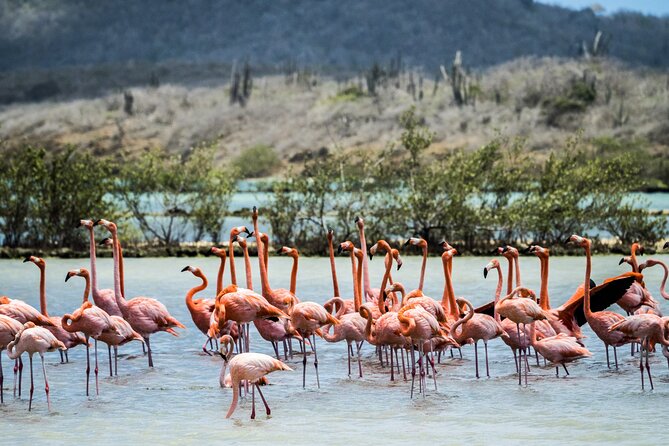 Curacao City Highlights 4-Hour Tour - Meeting Point and Transportation