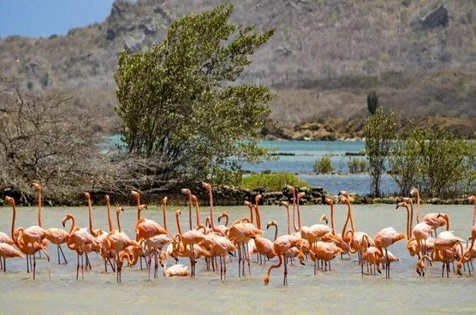 Curacao Flamingos Clear Boat Ride and Porto Marie Beach tour - Final Thoughts: Who Should Consider This Tour?