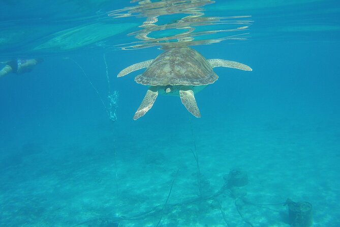 Curacao Sea Turtle Swim and West Side Natural Highlights - Natural Attractions