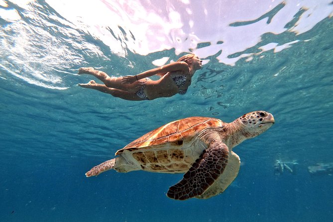Curacao: Swimming With Sea Turtles and Grote Knip Beach Tour - Location and Accessibility