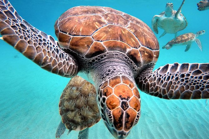 Curacao: Swimming With Sea Turtles and Grote Knip Beach Tour - Customer Feedback and Ratings