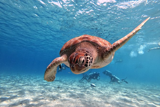 Curacao: Swimming With Sea Turtles and Grote Knip Beach Tour - Booking and Cancellation