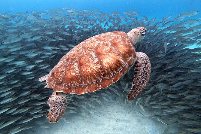Curacao: Swimming With Sea Turtles and Grote Knip Beach Tour - Overview of the Tour