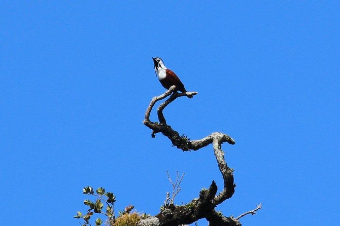 Curi Cancha Birding Tour With Esteban Daily Guided Tours - Inclusions and Logistics