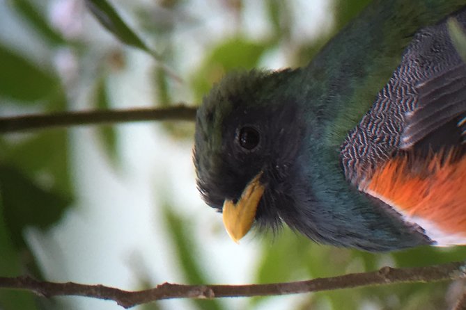 Curi Cancha Birding Tour With Esteban Daily Guided Tours - Bird Sightings and Achievements