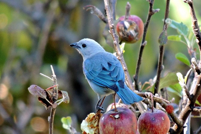 Curi Cancha Birding Tour With Esteban Daily Guided Tours - Customer Feedback and Recommendations